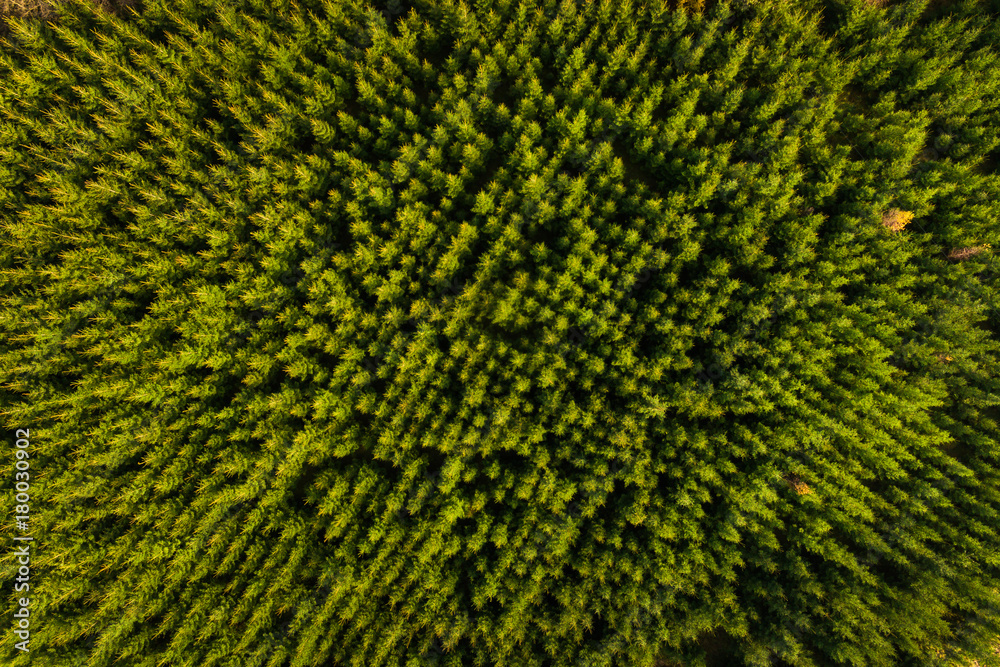 Green forest, view from above Green forest, view from above