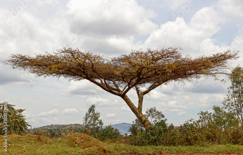 A tree with horizontal foliage at the edge of the slope. Burundi. East Africa photo