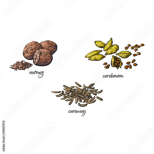 vector flat cartoon sketch hand drawn Spices, seasoning, flavorings and kitchen herbs set. Caraway seeds, nutmeg and cardamom. Isolated illustration on a white background