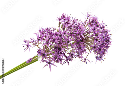 allium isolated