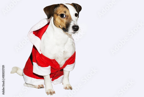Jack Russell in a suit of Santa Claus © vilma3000