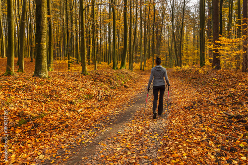 Woman walks on the forest path at sunny autumn day. Tricity Landscape Park, Gdansk, Poland