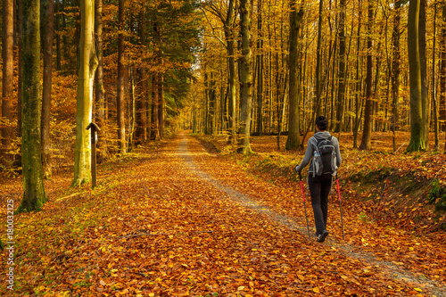 Woman walks on the forest path at sunny autumn day. Tricity Landscape Park, Gdansk, Poland