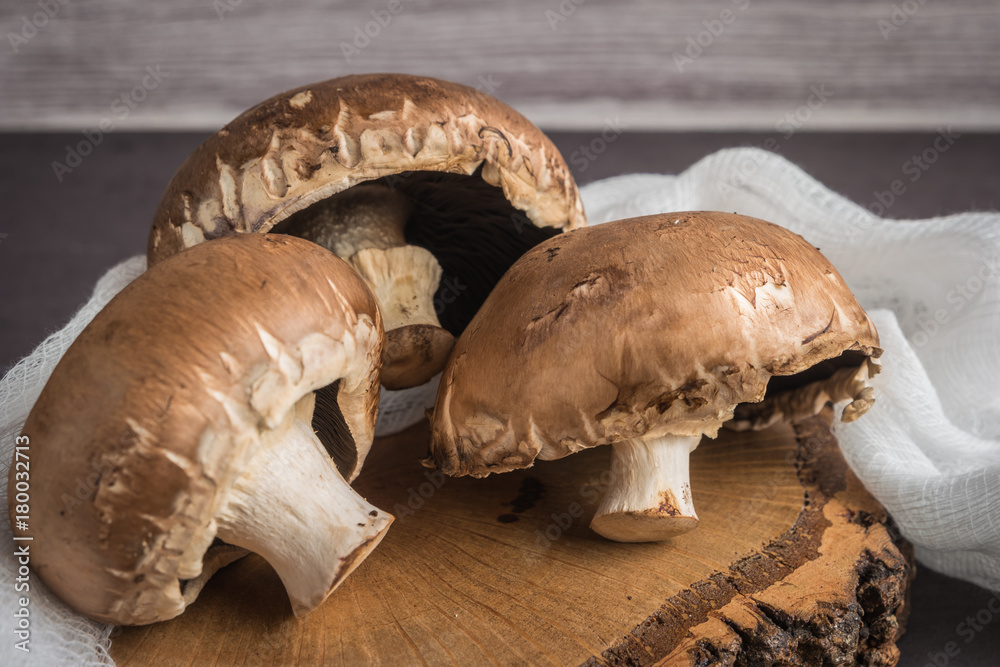Fototapeta premium Forest picking mushrooms