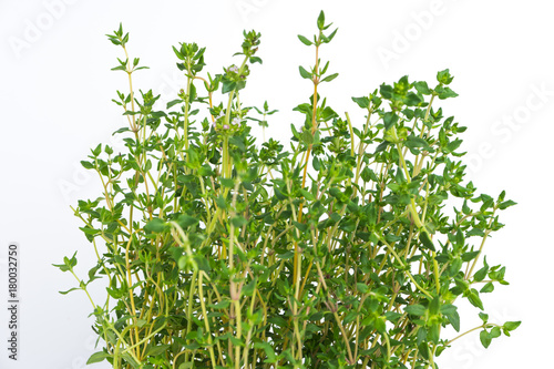 Fresh thyme herb grow.