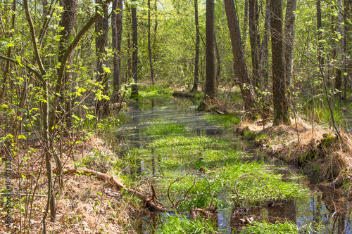 Spring coniferous forest. Pine and rowan green young trees. photo