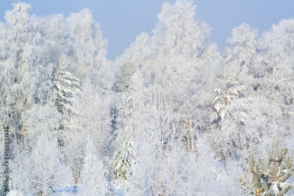 Trees covered with hoarfrost. Winter landscape. Trees covered with hoarfrost. Winter landscape.