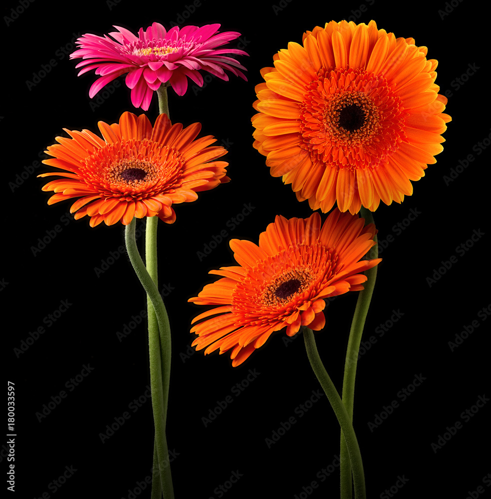 Gerbera set isolated on black Gerbera set isolated on black