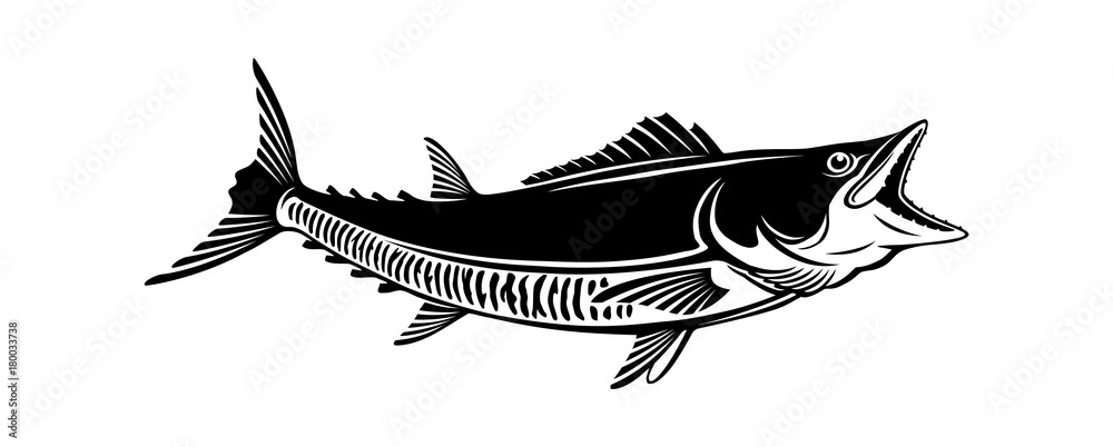 Fototapeta premium king mackerel