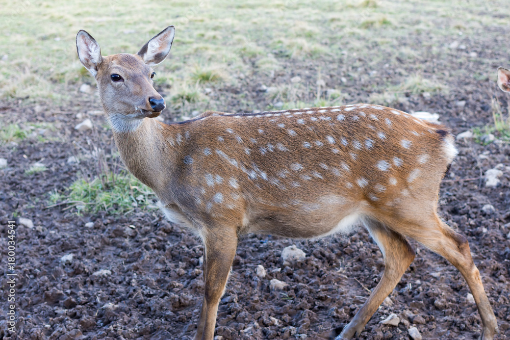 Fototapeta premium A young spotted deer close up