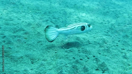 Manila-Kugelfisch (Arothron manilensis), Pintuyan, Panaon Island, Southern Leyte, Philippinen photo