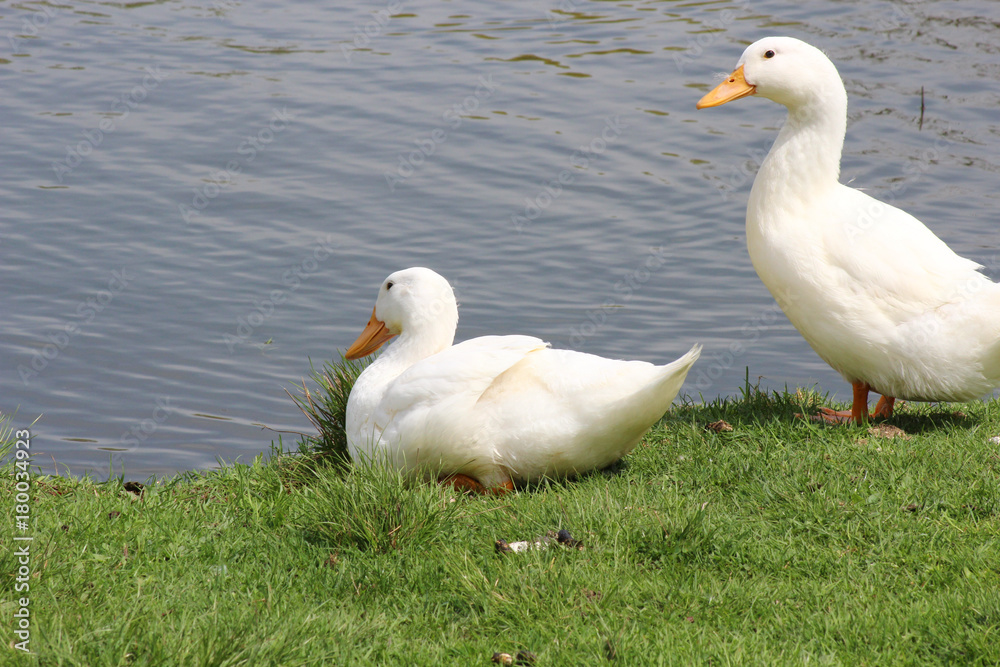 White Duck White Duck