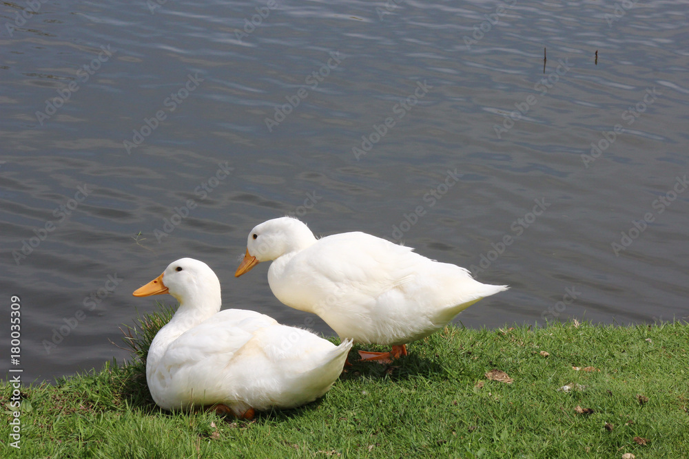 White Duck White Duck