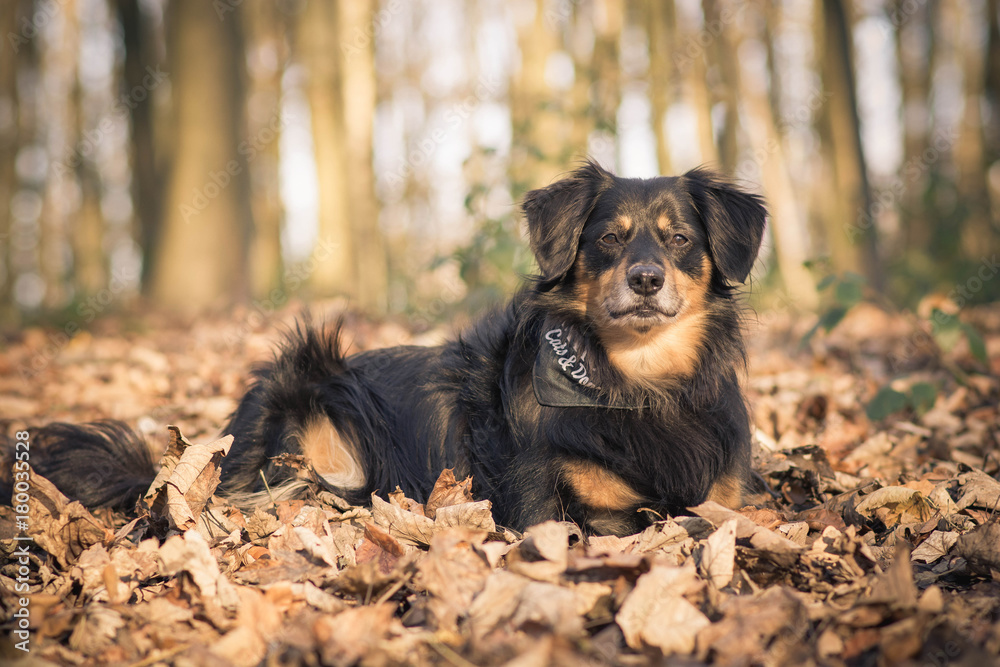 Dog lies in the foliage and looks into the camera Dog lies in the foliage and looks into the camera