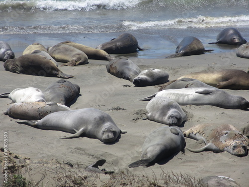 Sunbathing sea lions on the beach, Highway No. 1, California, USA
