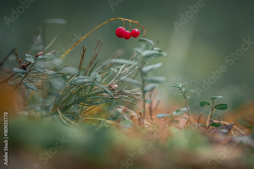 Organic forest ecosystem with berries, plants and mushrooms. Colorful nature inside of pine forest.