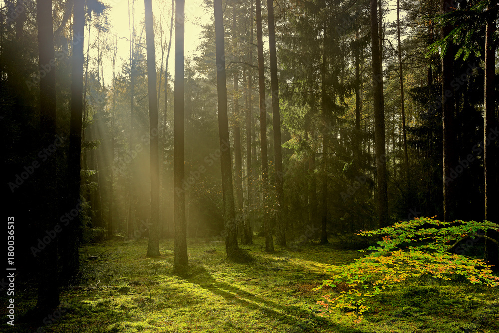 Naklejka premium jesienny las