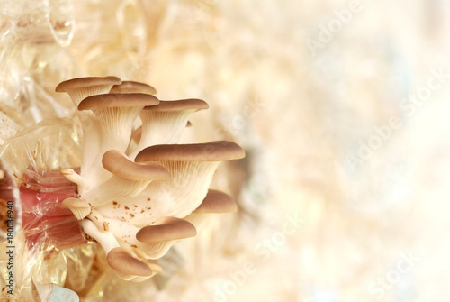closeup of mushrooms growing in farm