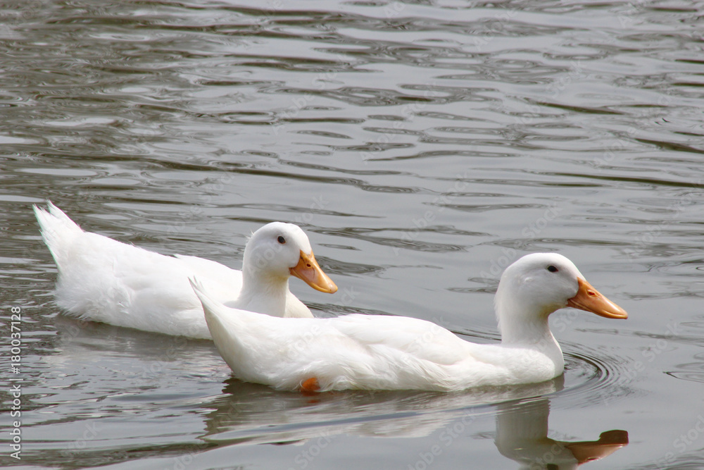 Obraz premium White Duck