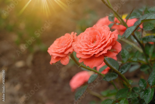 beautiful orange rose in the garden