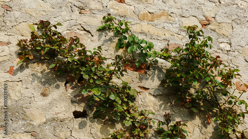 Muro medievale con edera rampicante