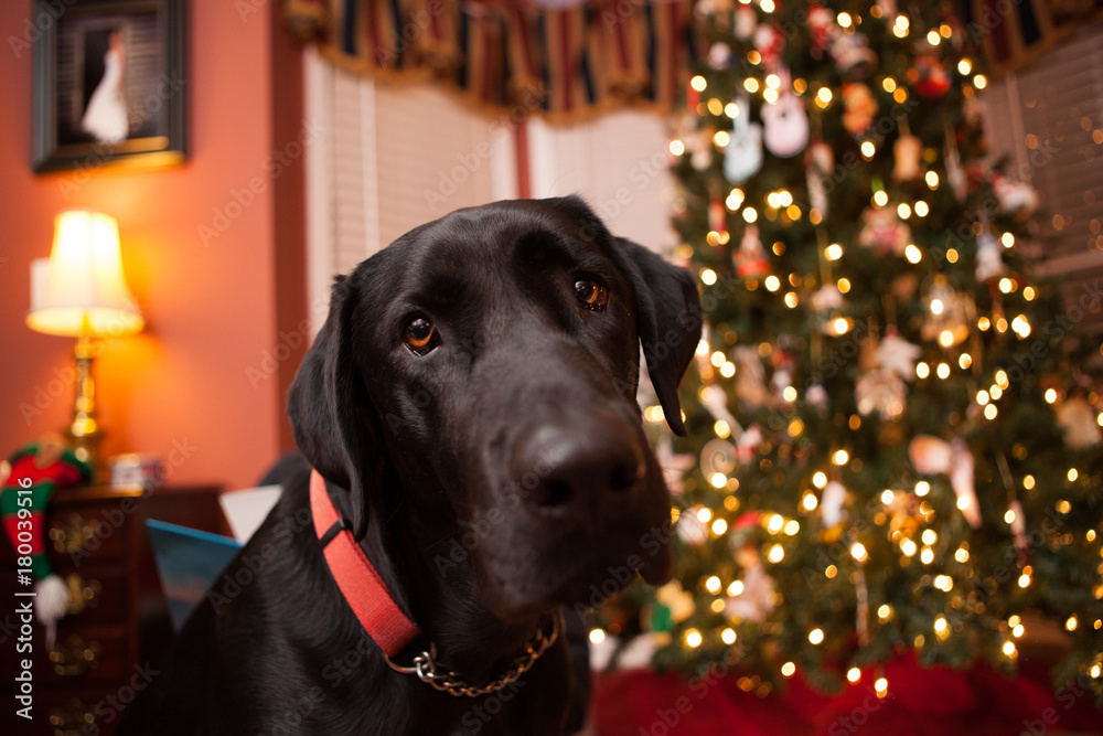 Sad black labrador on Christmas day.