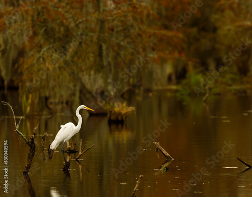 Great Egret on Lake Martin 2