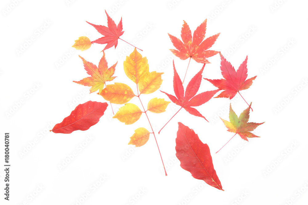 紅葉 紅葉