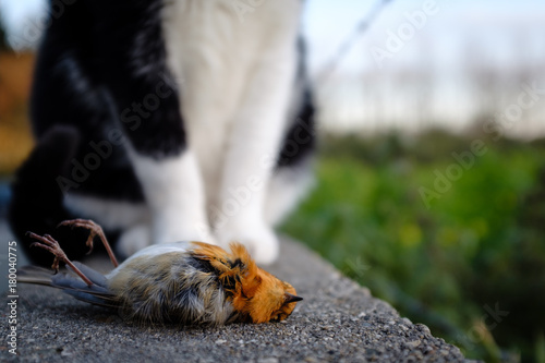 Dead robin with killer cat