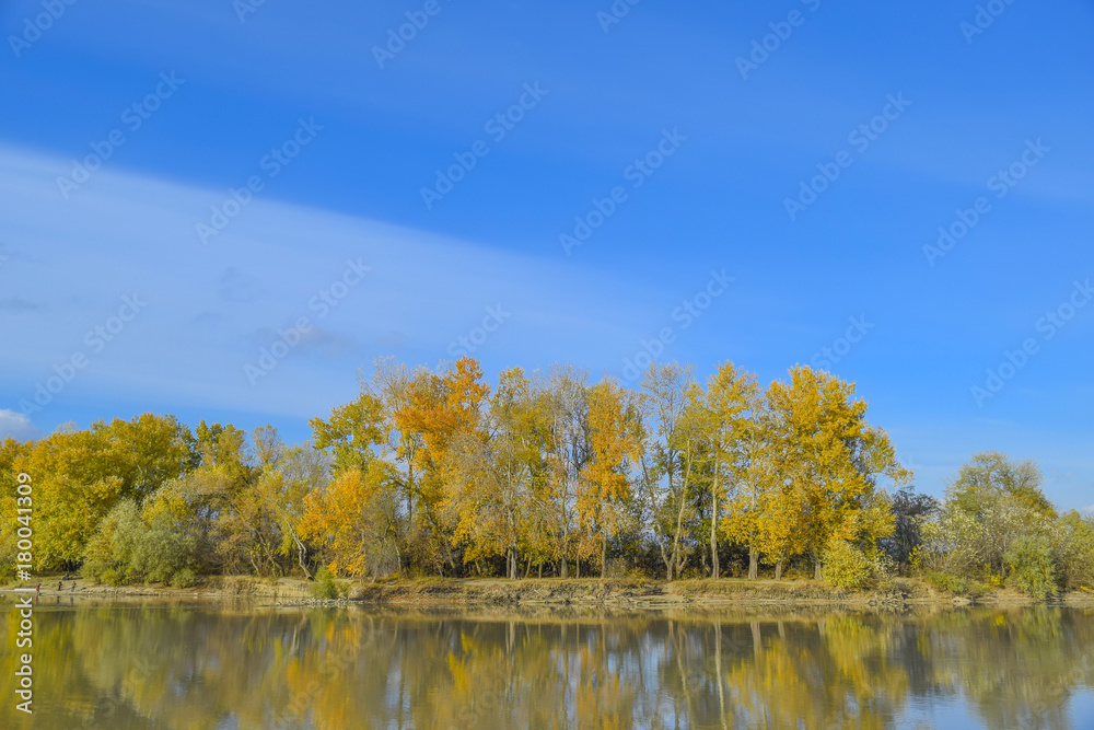 Autumn scenery of the river bank. Yellow leaves of poplars.