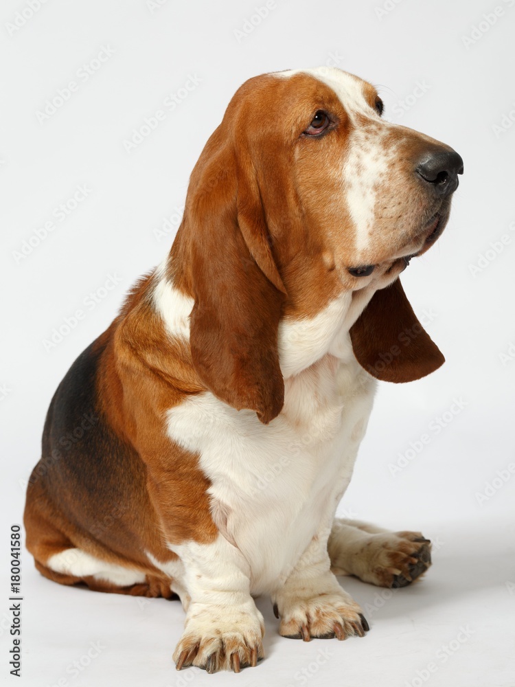 Dog, basset hound stand on the white background, isolated 