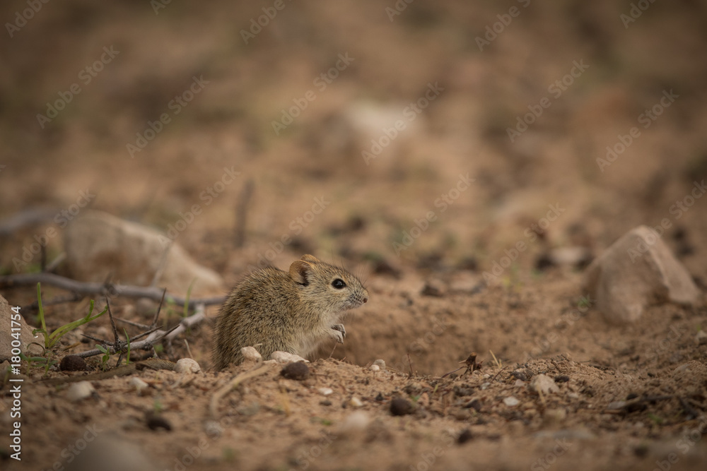 african_striped_mouse_1 african_striped_mouse_1