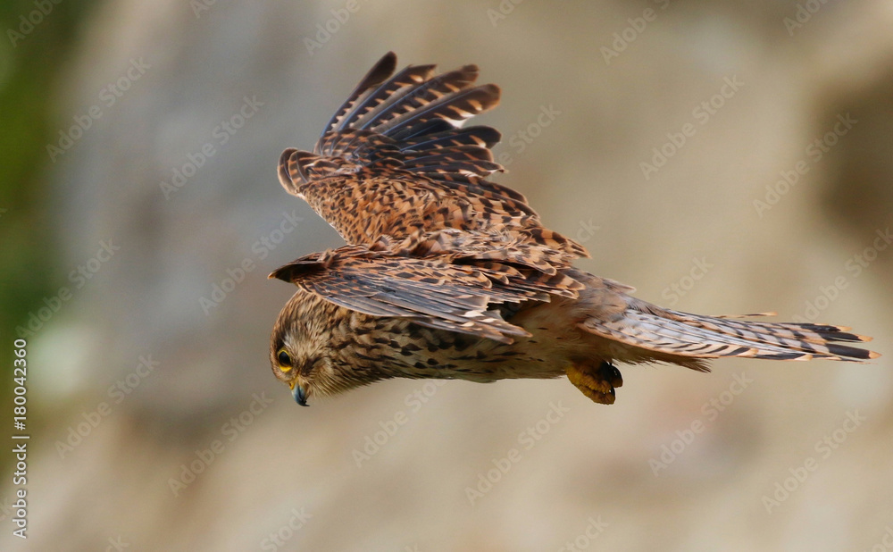 Obraz premium Kestrel in flight