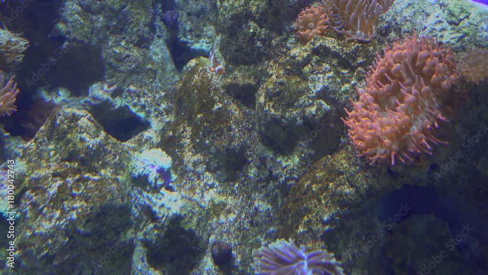 Underwater view of Colorful Exotic fishes in an Aquarium in 4K (UHD) Underwater view of Colorful Exotic fishes in an Aquarium in 4K (UHD)