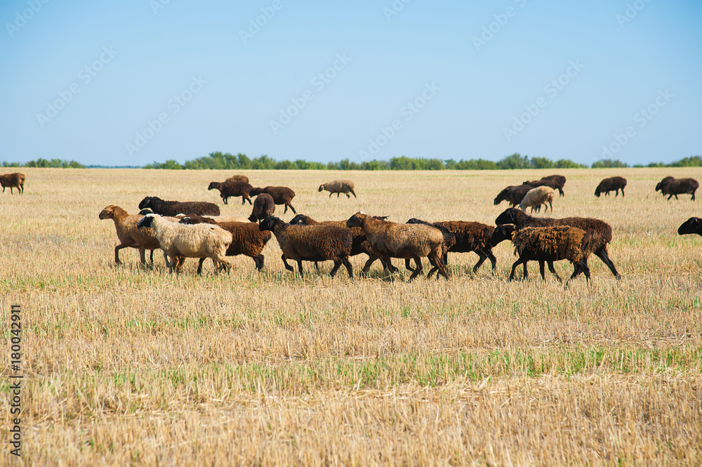 Flock of sheep on the meadow