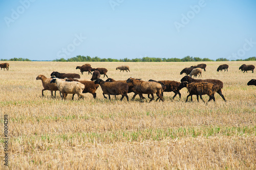 Fototapeta Naklejka Na Ścianę i Meble -  Flock of sheep on the meadow