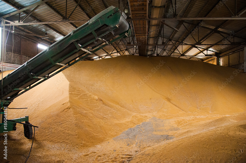 Mustard seeds in the mustard powder factory Mustard seeds in the mustard powder factory