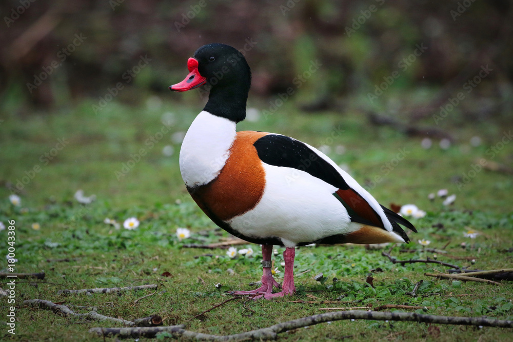 Shelduck Shelduck