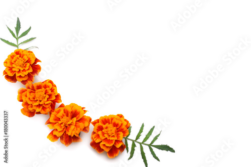 Orange Marigold flower  Tagetes erecta  Mexican marigold  Aztec marigold  African marigold isolated on white background