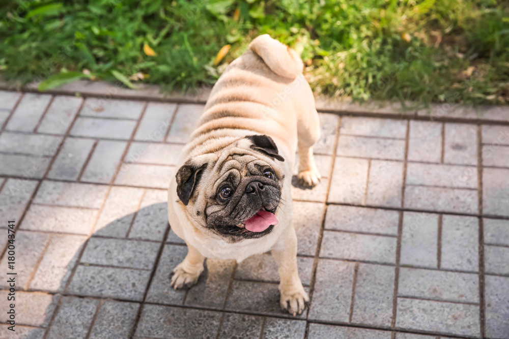 Cute overweight pug, outdoors