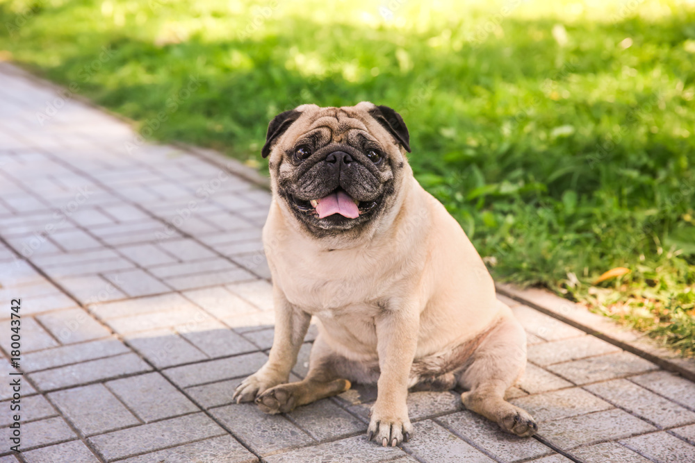 Cute overweight pug, outdoors