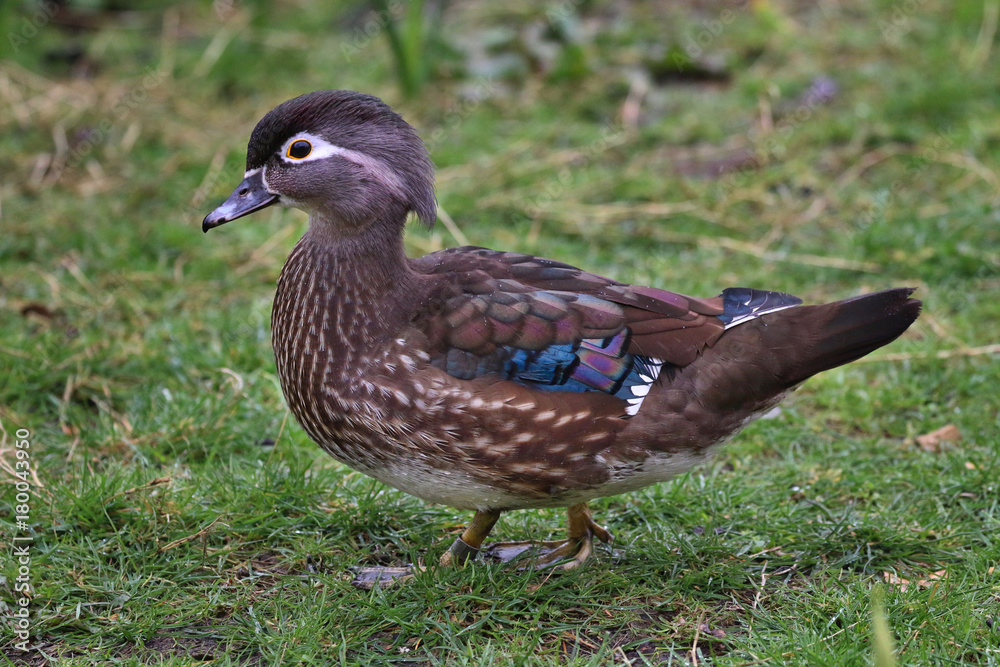 Obraz premium Mandarin Duck
