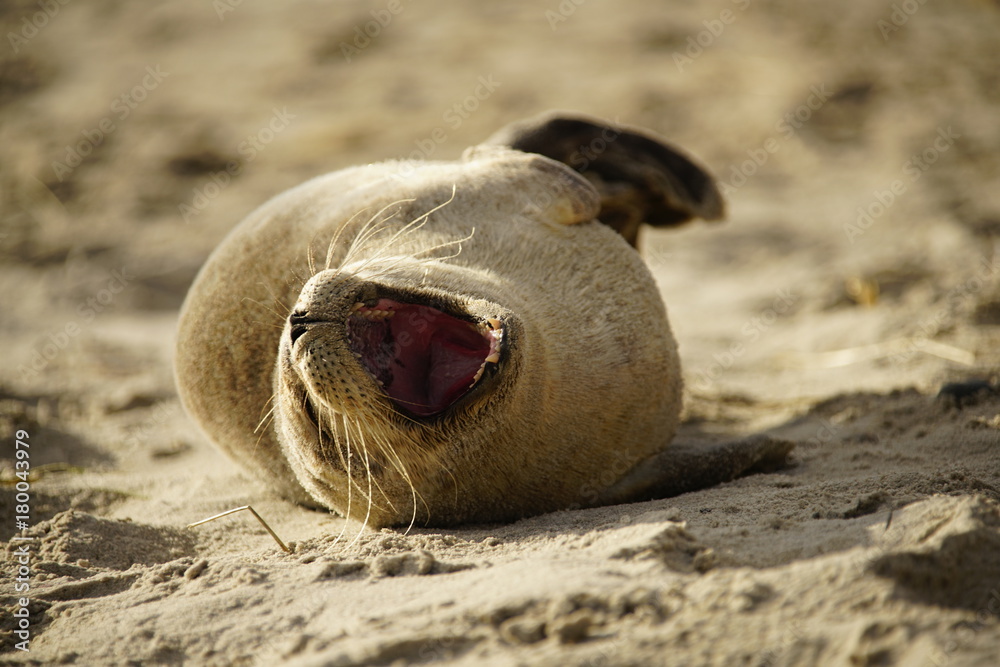 Obraz premium Seal puppy yawning on the beach