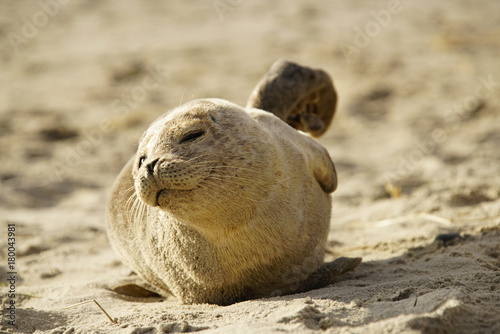Obraz na plátně Seal puppy smiling on the beach