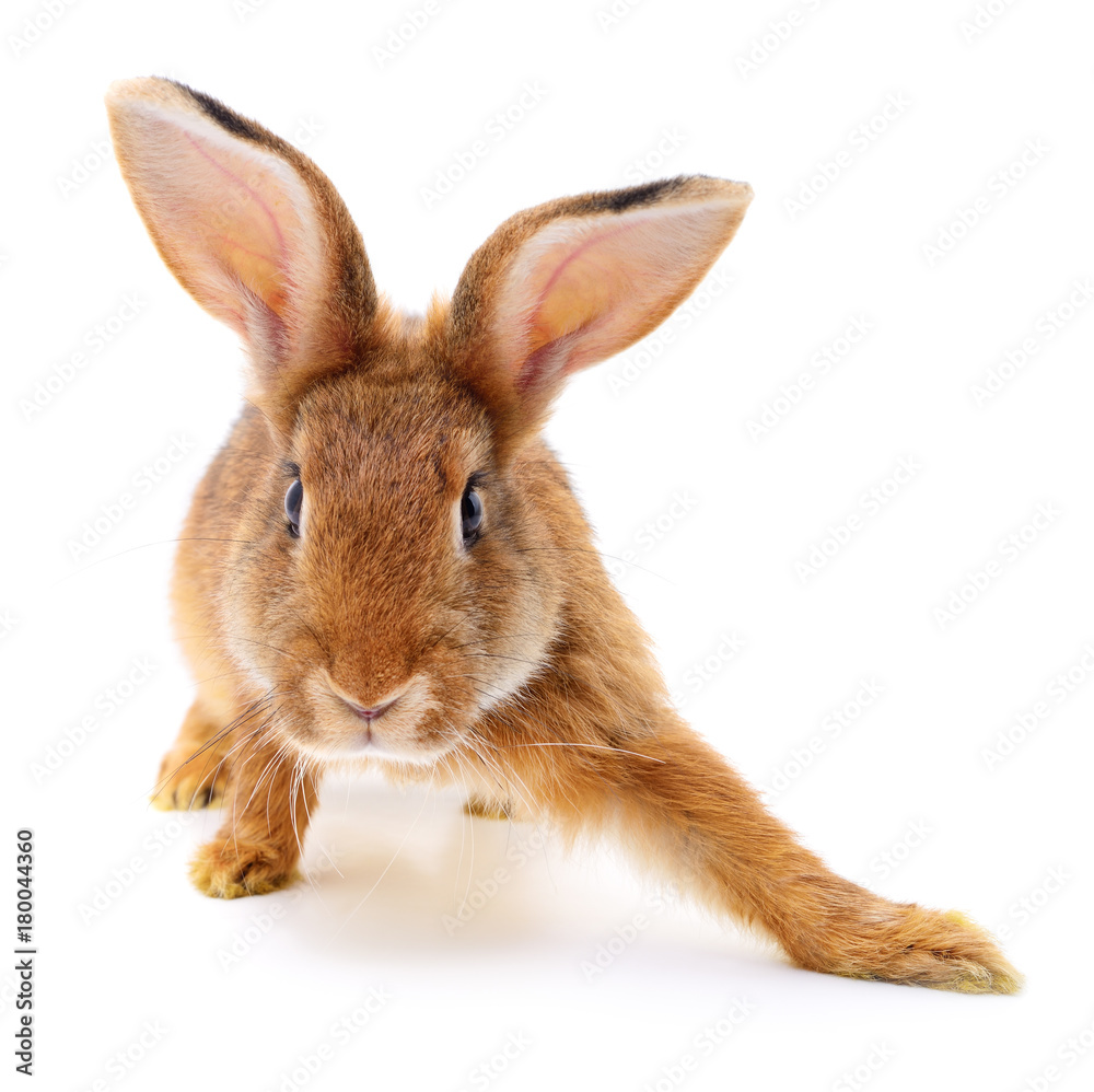 Obraz premium Brown rabbit on white.