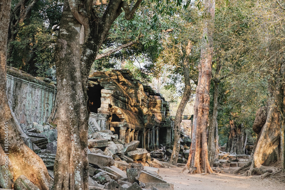 Ta Prohm Temple in Angkor Complex, Siem Reap, Cambodia. It has been left largely unrestored and giant trees grow among the ruins. Ancient Khmer architecture, famous Cambodian landmark, World Heritage Ta Prohm Temple in Angkor Complex, Siem Reap, Cambodia. It has been left largely unrestored and giant trees grow among the ruins. Ancient Khmer architecture, famous Cambodian landmark, World Heritage