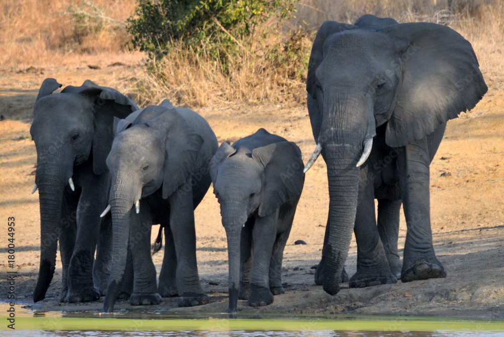 Elephant Family Drinking