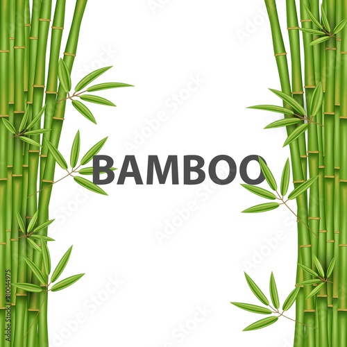 Creative vector illustration of chinese bamboo grass tree. Tropical asian plant art design. Abstract concept graphic banner  brochure  cover  booklet  print  flyer  book  blank  a4 element