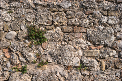 Stone wall with green plant. photo