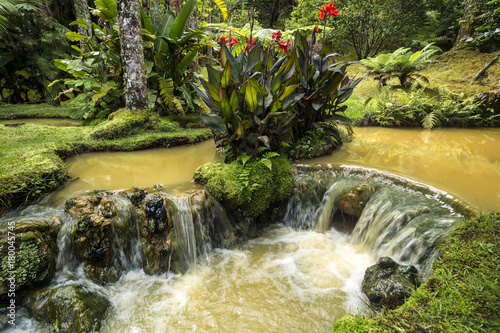 Bilde på lerret Hot stream in the Terra Nostra Parque, Azores islands. Portugal.
